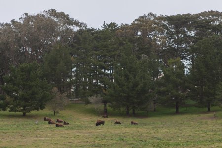 Bisons in het Golden Gate Park
